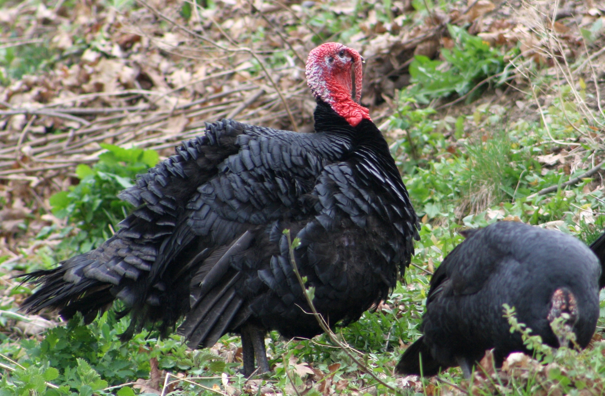Dinde Noire