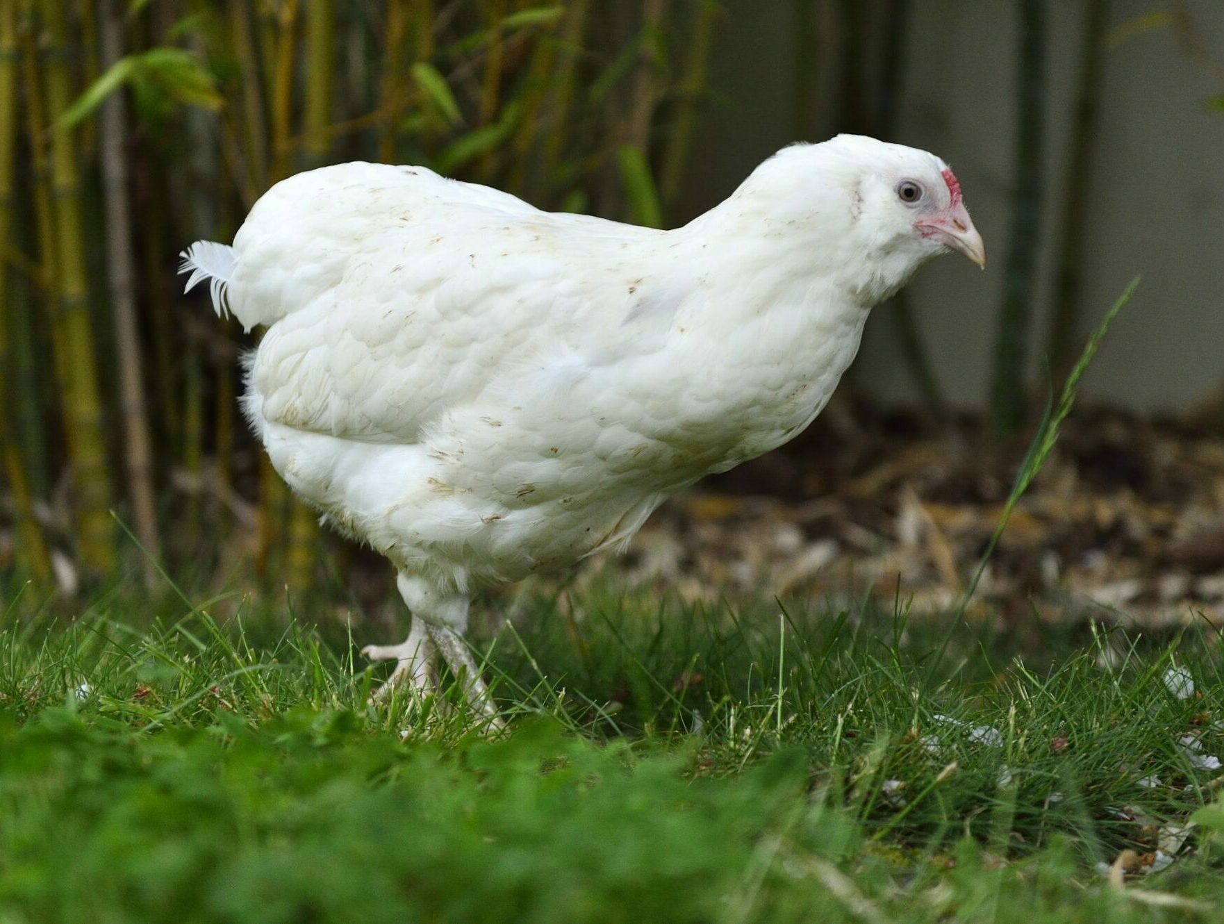 Poule Emeraude