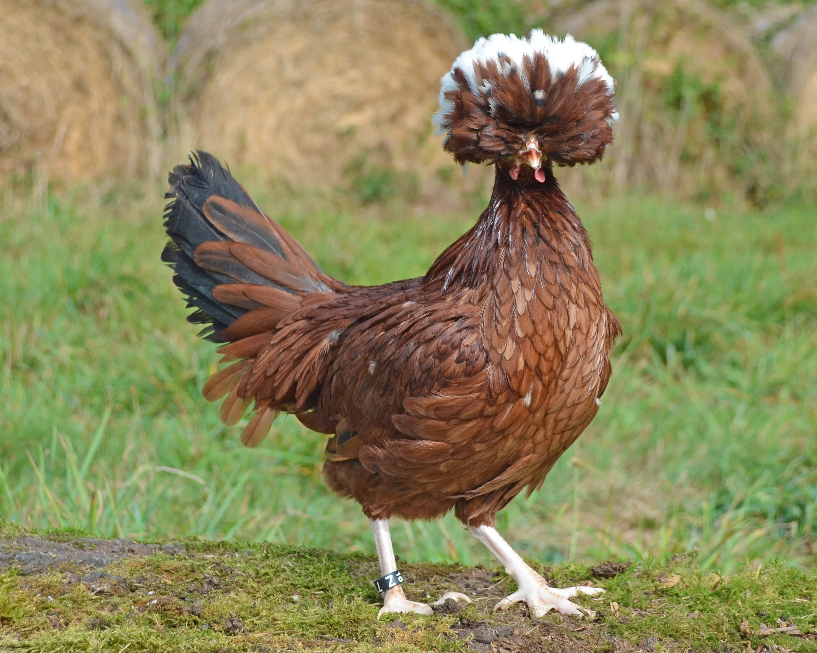 Poule Hollandaise