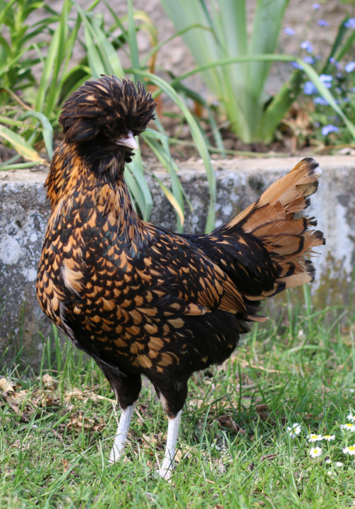 Poule Padoue