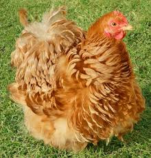Poule Pékin