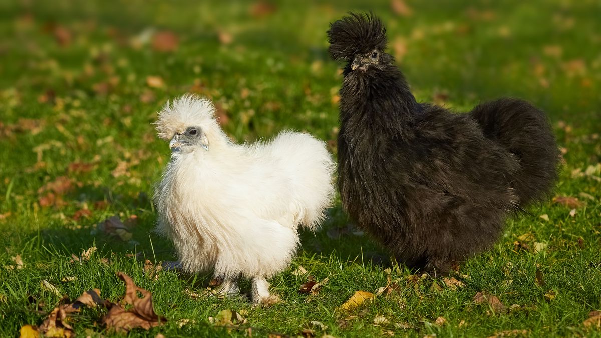 Poule Soie