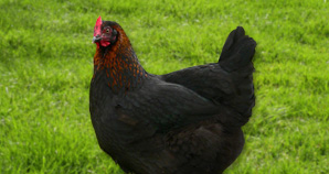 Poule Cuivrée