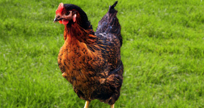 Poule Harco
