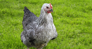 Poule Médecis