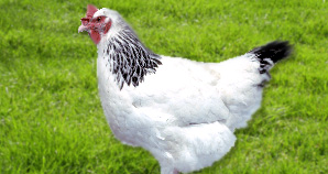 Poule Sussex