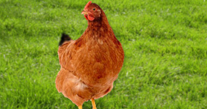 Poule Tétra