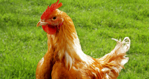 Poulet JA657