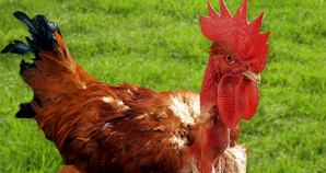 Poulet Cou Nu Roux