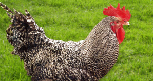 Poulet Greybro