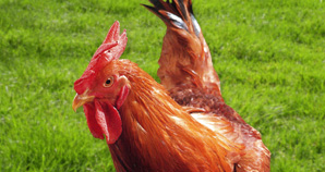 Poulet S44