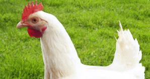 Poulet Whitebro