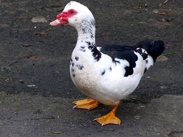 Canards