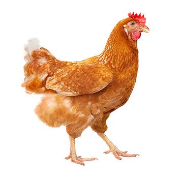 Poulets de chair
